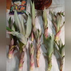 9 Red Spanish Pineapple Suckers BEST AND FASTEST SELLER PLANT Freshly Pulled Med